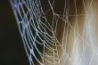 Spider Web