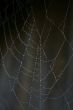 Spider Web