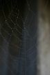 Spider Web