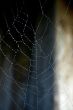 Spider Web