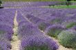 Demonte - Lavanda