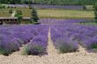 Demonte - Lavanda