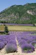 Demonte - Lavender 3