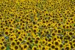 Girasoli in Piemonte