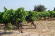 Montagnac-Montpellier - Vineyards