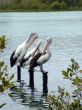 Pelican Trio