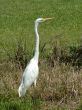 Egret