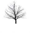 Tree Skeleton
