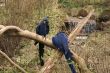 Blue Parrot