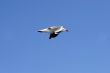 seagull in flight
