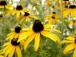 black eyed susan