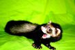 Ferret Animal