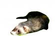 Ferret Animal