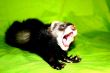 Ferret Animal