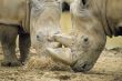 White Rhinoceros