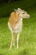 Deer in front of Mont Blanc