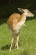 Deer in front of Mont Blanc