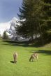 Deer in front of Mont Blanc