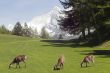 Deer in front of Mont Blanc