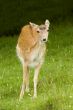 Deer in front of Mont Blanc