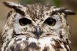 European Eagle Owl