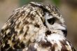 European Eagle Owl