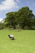 Farmland in the Lake District