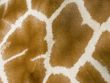 Giraffe Skin