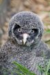 Great Grey Owl Chick