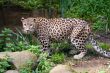 Amur Leopard