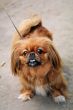  pekinese