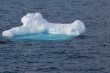 Penguin on an ice floe
