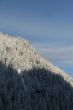 New snow on forested mountainside
