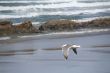 Western gull flying on beach