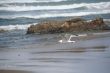 Western gull flying on beach