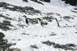 3 Adelie penguins climbing