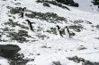 Four young Adelie penguins playing