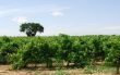 Pinet