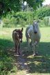 Provence - Animals
