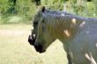 Provence - White horses