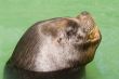 Patagonian Sea Lion