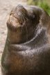 Patagonian Sea Lion