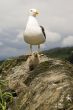 Lesser Black-backed Gull & Chicks