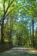 spring countryside
