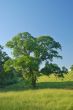 spring countryside