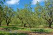 orchard in springtime