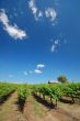 Vineyard Landscape