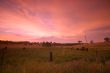 pastoral field