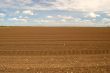 agricultural field