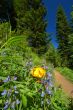 hiking trail in the mountains
